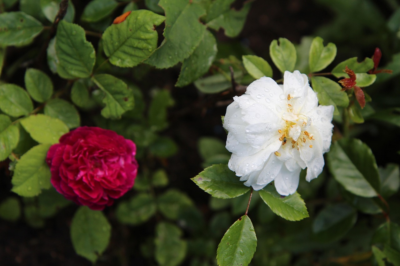 Giardino segreto di Firenze con rose rare, un angolo di tranquillità da esplorare lontano dalla folla.