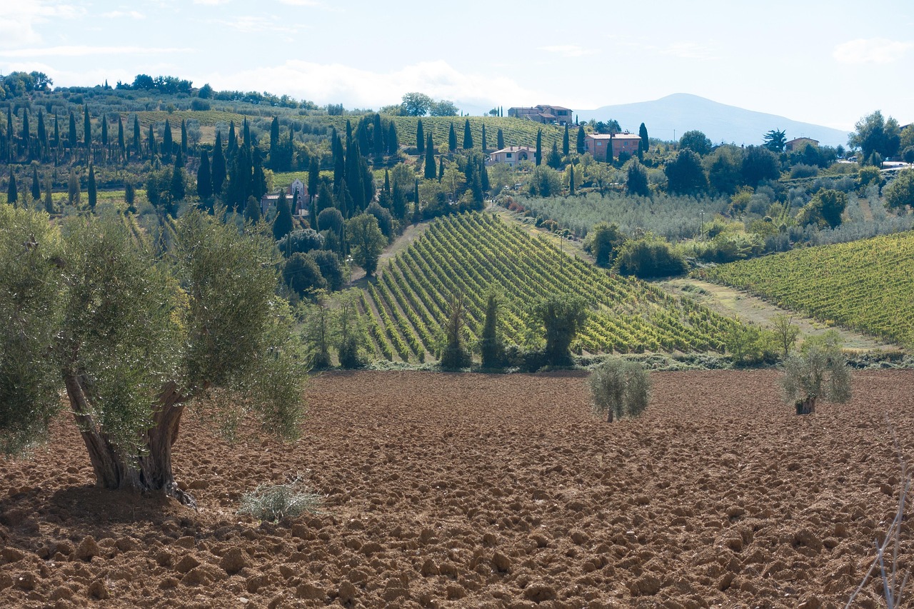 Mappa del borgo toscano con le migliori cantine per degustare vini premiati.