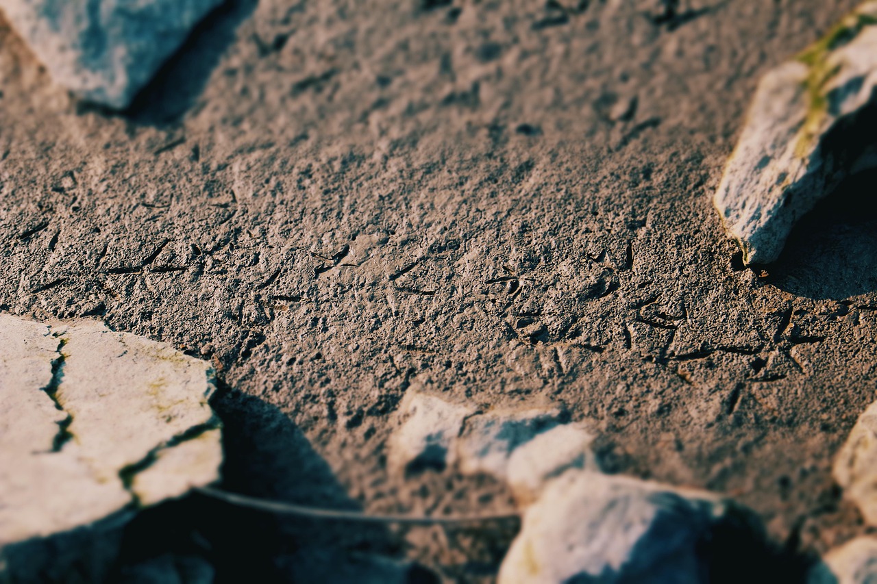 Orme fossili di dinosauri nella cava abbandonata di Altamura, testimonianza della preistoria.