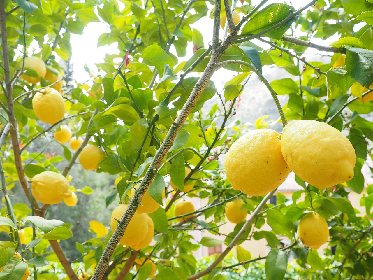 Limoni freschi in un mercato all'aperto, circondati da strade fiorite e profumate.
