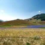 Distesa di lavanda nel Lazio, simile ai campi provenzali, con fiori viola che ondeggiano al vento.