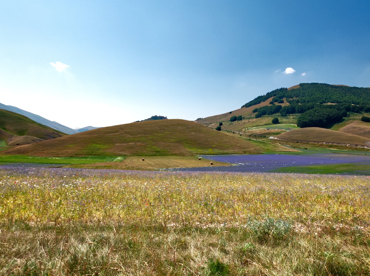 Distesa di lavanda nel Lazio, simile ai campi provenzali, con fiori viola che ondeggiano al vento.