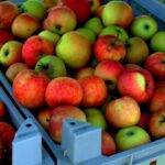 Panorama della valle del Trentino con alberi di meli in fiore, ideale per una visita primaverile.
