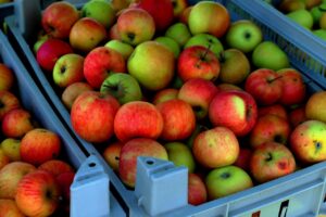 Panorama della valle del Trentino con alberi di meli in fiore, ideale per una visita primaverile.